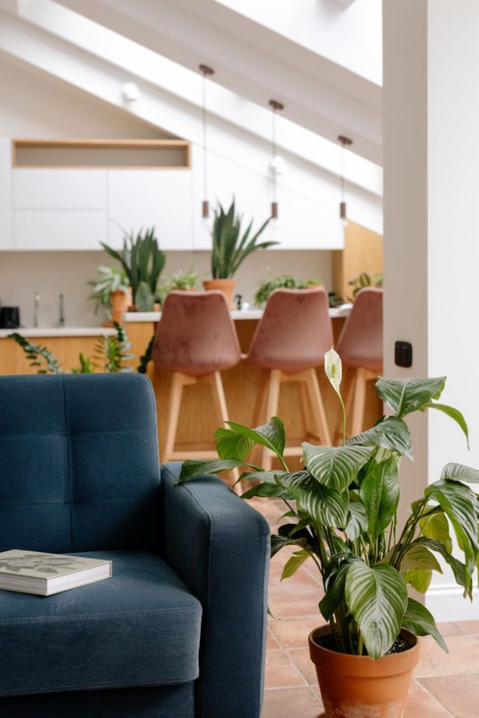 pexels-photo-9708531 Stylish open loft space featuring lush indoor plants, a blue sofa, and a modern kitchen setup.